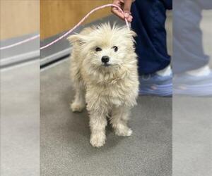 Maltese-Unknown Mix Dogs for adoption in Forestville, MD, USA