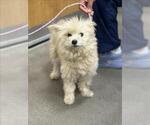 Small Maltese Mix