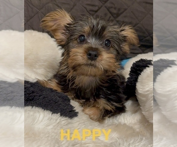 Medium Photo #3 Yorkshire Terrier Puppy For Sale in ORLANDO, FL, USA