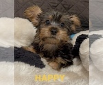 Small #2 Yorkshire Terrier
