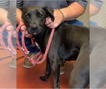 Small Labrador Retriever Mix