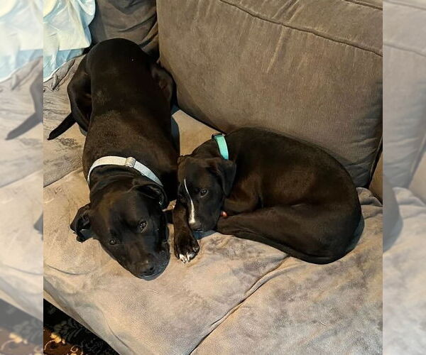 Medium Photo #8 American Pit Bull Terrier-American Staffordshire Terrier Mix Puppy For Sale in Caribou, ME, USA