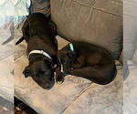 Small #7 American Pit Bull Terrier-American Staffordshire Terrier Mix
