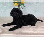 Small #1 Goldendoodle (Miniature)