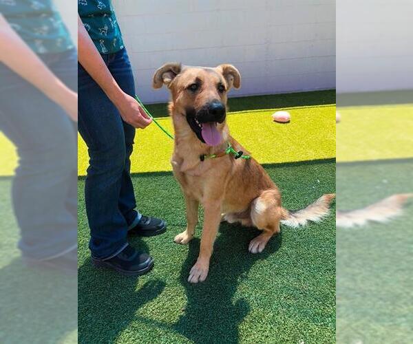 Medium Photo #1 German Shepherd Dog-Unknown Mix Puppy For Sale in Stockton, CA, USA