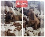 Puppy Puppy 2 Bloodhound