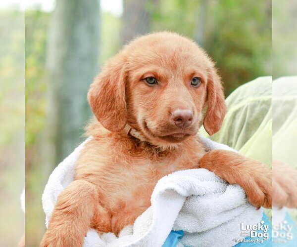 Medium Photo #1 Chesador Puppy For Sale in Washington, DC, USA
