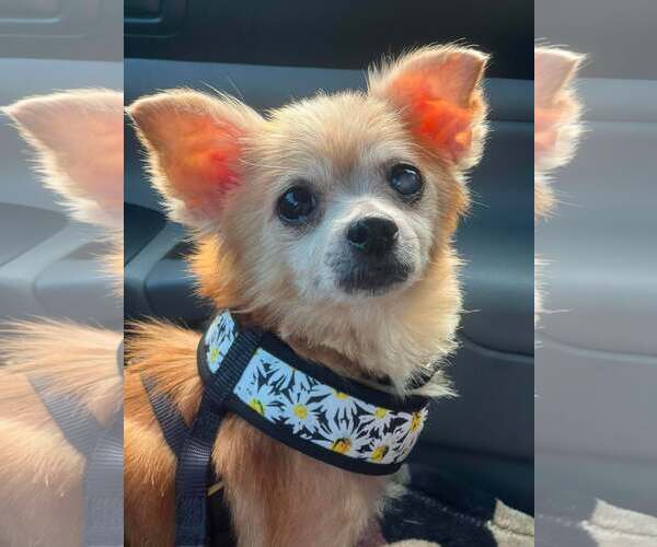 Medium Photo #1 Chiranian Puppy For Sale in Mount Laurel, NJ, USA