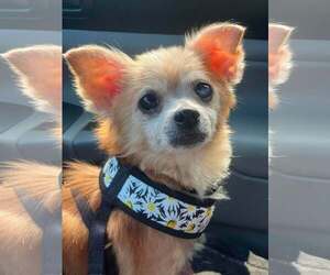Chiranian Dogs for adoption in Mount Laurel, NJ, USA