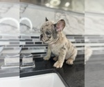 Small Photo #12 French Bulldog Puppy For Sale in DENVER, CO, USA