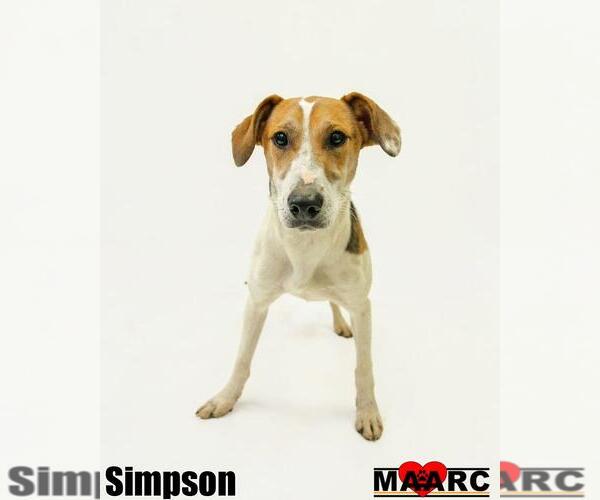 Medium Photo #2 Unknown-Whippet Mix Puppy For Sale in Maryville, TN, USA