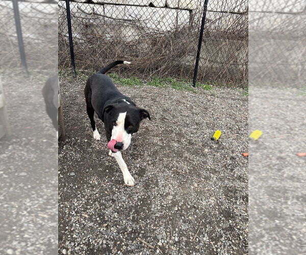 Medium Photo #3 Retriever -Unknown Mix Puppy For Sale in Elmsford, NY, USA