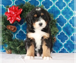 Bernedoodle Puppy for sale in APPLE CREEK, OH, USA