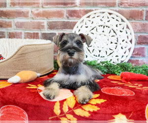 Schnauzer (Miniature) Puppy for sale in SYRACUSE, IN, USA