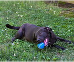 Small #2 Labrador Retriever Mix