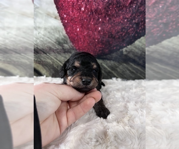 Medium Photo #8 Bernedoodle (Miniature) Puppy For Sale in UNIONVILLE, IA, USA