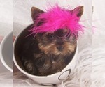 Small #17 Yorkshire Terrier