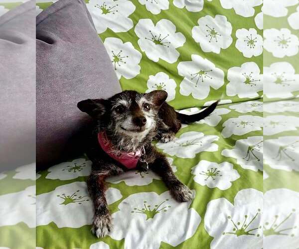 Medium Photo #4 Chihuahua-Unknown Mix Puppy For Sale in Plantation, FL, USA