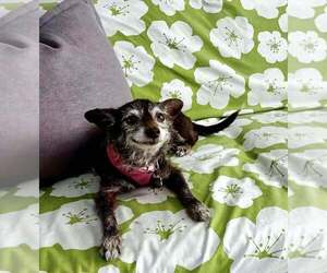 Lula - Female Chihuahua-Unknown Mix Dog for Adoption - Photo #4