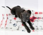 Small Photo #5 Labrador Retriever-Unknown Mix Puppy For Sale in Kennesaw, GA, USA