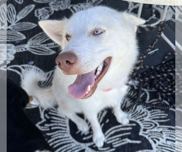 Medium Photo #4 Huskies -Unknown Mix Puppy For Sale in McKinney, TX, USA