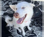 Small #3 Huskies  Mix