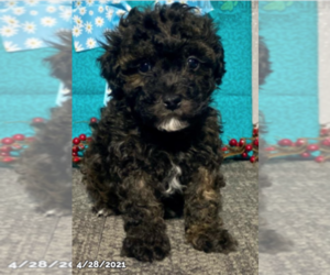 Poodle (Miniature) Puppy for sale in SOUDERTON, PA, USA