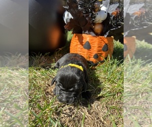 Labrador Retriever Puppy for Sale in NEOLA, West Virginia USA