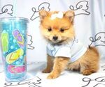 Small Photo #7 Pomeranian Puppy For Sale in LAS VEGAS, NV, USA