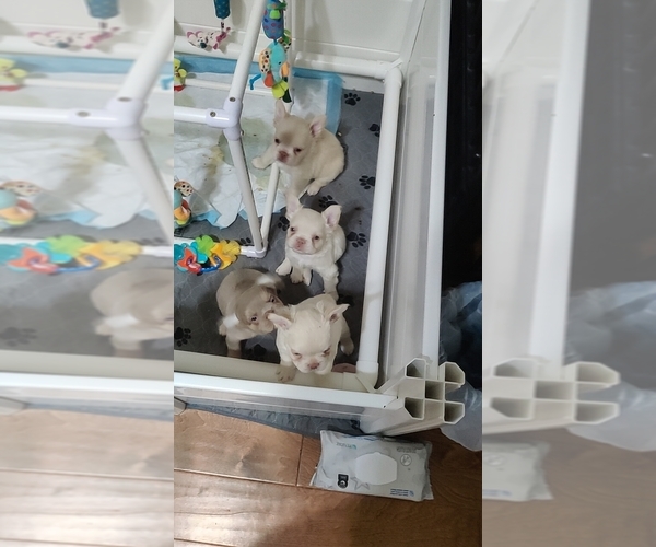 Medium Photo #14 French Bulldog Puppy For Sale in HIGHLAND VILL, TX, USA