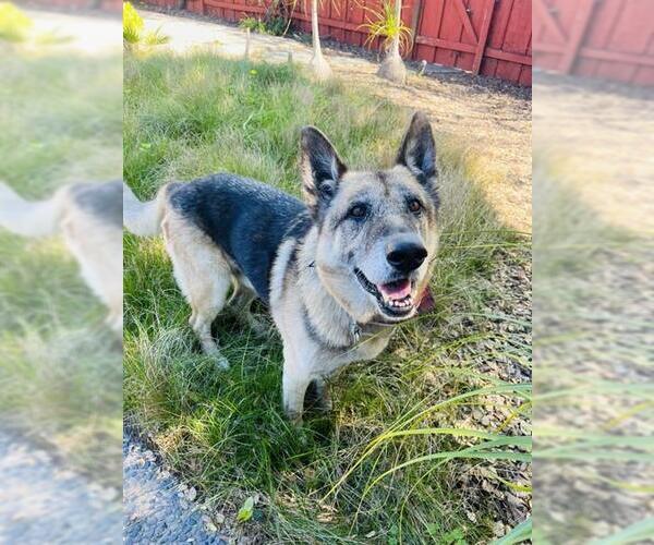 Medium Photo #3 German Shepherd Dog Puppy For Sale in Santa Barbara, CA, USA