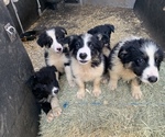 Small Photo #14 Border Collie Puppy For Sale in BLANCO, TX, USA