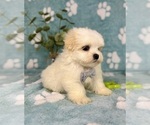 Small #2 Mal-Shi