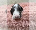 Small #4 Goldendoodle