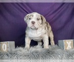 Small Photo #5 Olde English Bulldogge Puppy For Sale in WARSAW, IN, USA