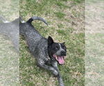 Small #8 Mutt