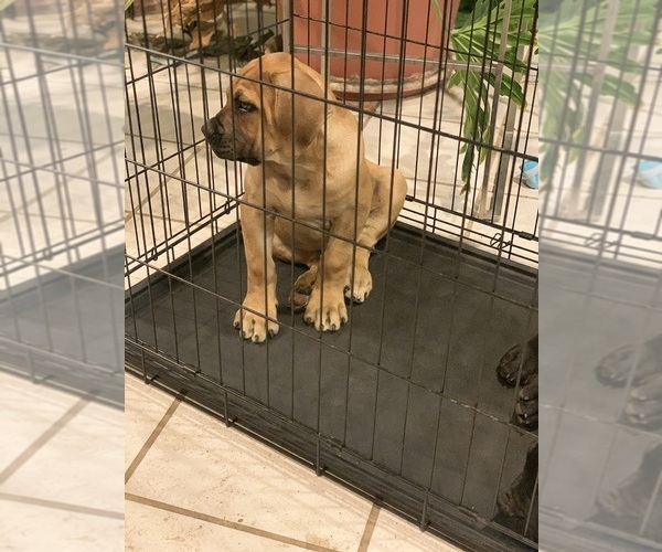 Medium Photo #74 Boerboel Puppy For Sale in LAS CRUCES, NM, USA