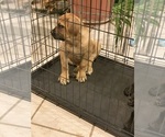 Small Photo #74 Boerboel Puppy For Sale in LAS CRUCES, NM, USA