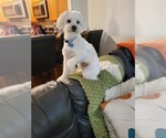 Small #2 Maltese Mix