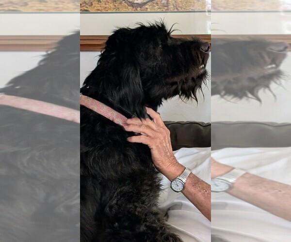 Medium Photo #1 Bouvier Des Flandres Puppy For Sale in RIVERSIDE, CA, USA