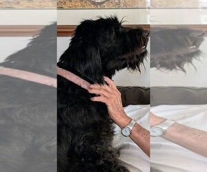 Mother of the Bouvier Des Flandres puppies born on 10/29/2025