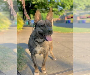 Heidi - Female French Bulldog-Unknown Mix Dog for Adoption - Photo #2