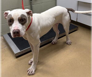 Mutt Dogs for adoption in Minneapolis, MN, USA