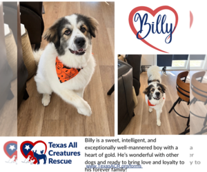Great Pyrenees Dogs for adoption in Lillian, TX, USA