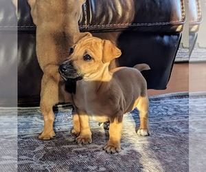 Jack Russell Terrier Puppy for sale in TOPSFIELD, MA, USA