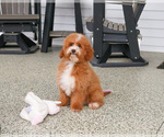 Small Photo #2 Goldendoodle mix (+ Poodle Miniature) Puppy For Sale in SYRACUSE, IN, USA