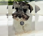 Small #5 Schnauzer (Miniature)