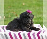 Small Photo #3 Poodle (Miniature) Puppy For Sale in EAST EARL, PA, USA