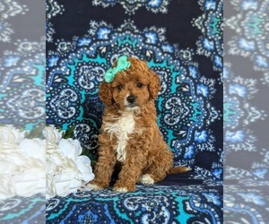 Cavapoo Puppy for sale in NEW PROVIDENCE, PA, USA