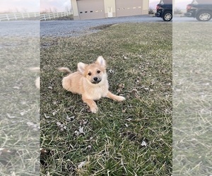 Pomeranian Puppy for sale in CANOGA, NY, USA